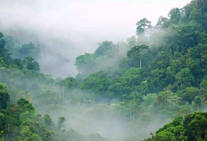 世界最美十大热带雨林 带你走进神秘的大自然