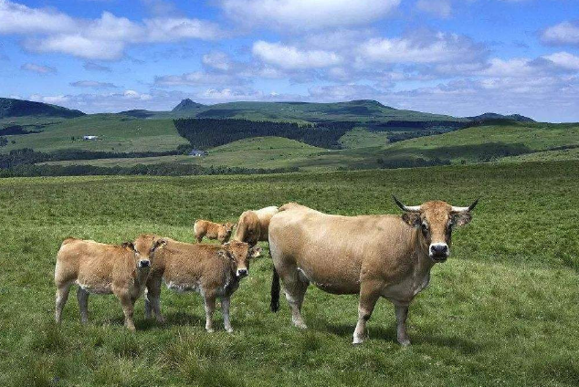 世界十大顶级牛肉 澳洲和牛仅列第四，日本和牛最顶级