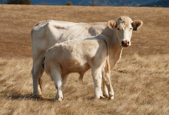 世界十大顶级牛肉 澳洲和牛仅列第四，日本和牛最顶级