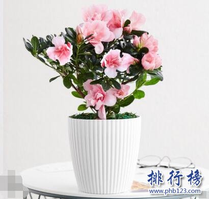 哪些牌子的盆栽花卉好？盆栽花卉十大品牌排行榜推荐