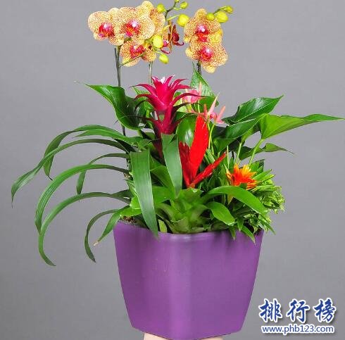 哪些牌子的盆栽花卉好？盆栽花卉十大品牌排行榜推荐