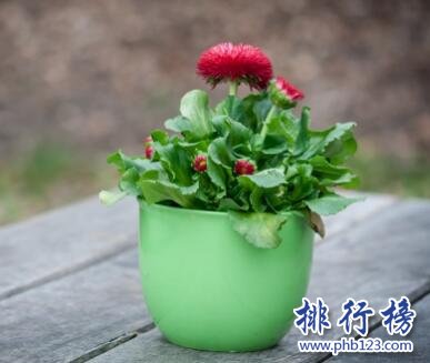 哪些牌子的盆栽花卉好？盆栽花卉十大品牌排行榜推荐