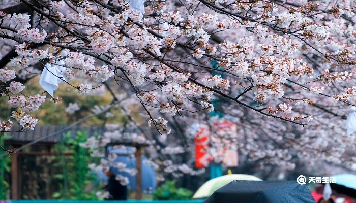 三亚市春季赏花去哪里